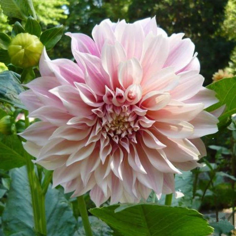 Rare Fireball Dahlia Seeds