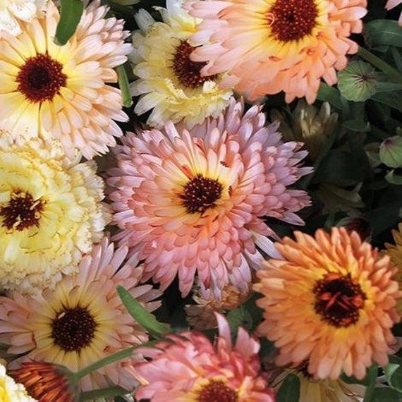 'Orange Flash'-Organic Calendula Seed