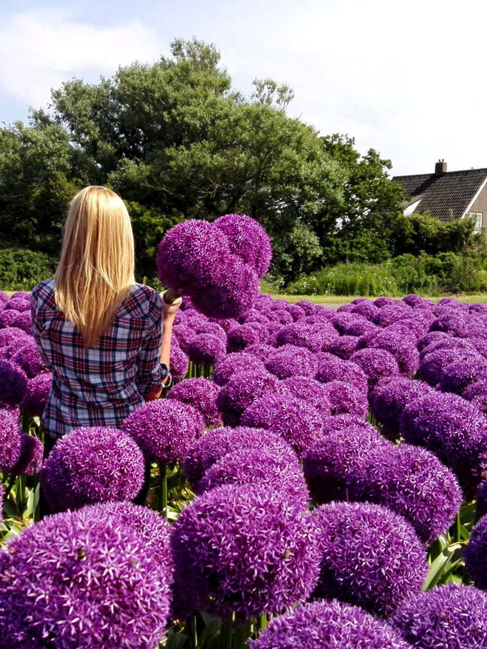 Giant Allium Bulbs 'Globemaster' | DutchGrown™ | Fresh From the Farm