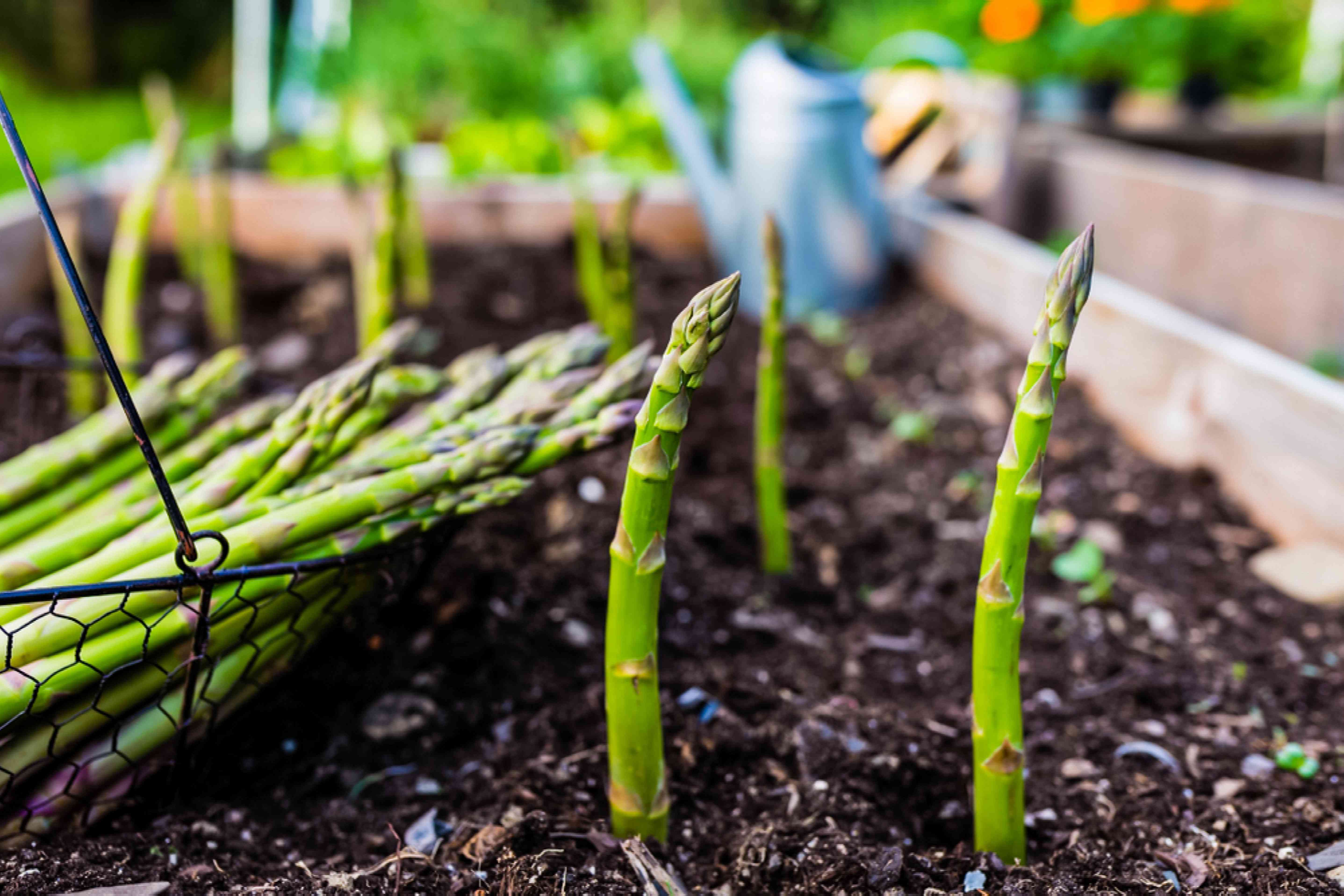 How to Plant, Grow, and Harvest Asparagus