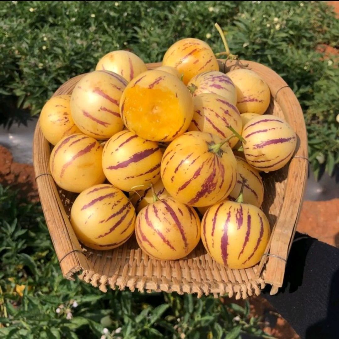 ✨The Fire Of Life-Ginseng Fruit Seeds🥭