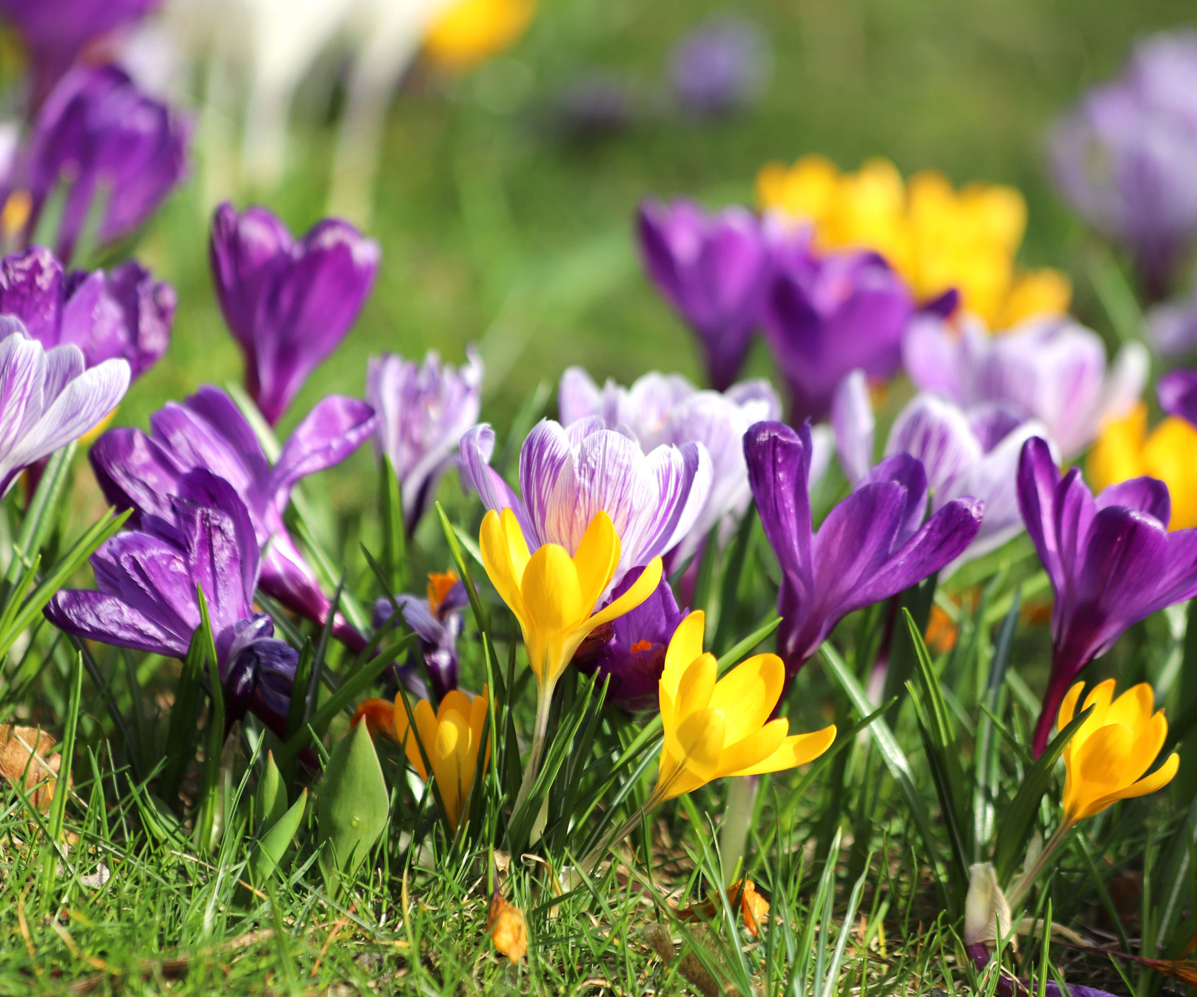 Why Your Crocus Lawn Looks Sparse (and How to Fix It) | Gardening Know How