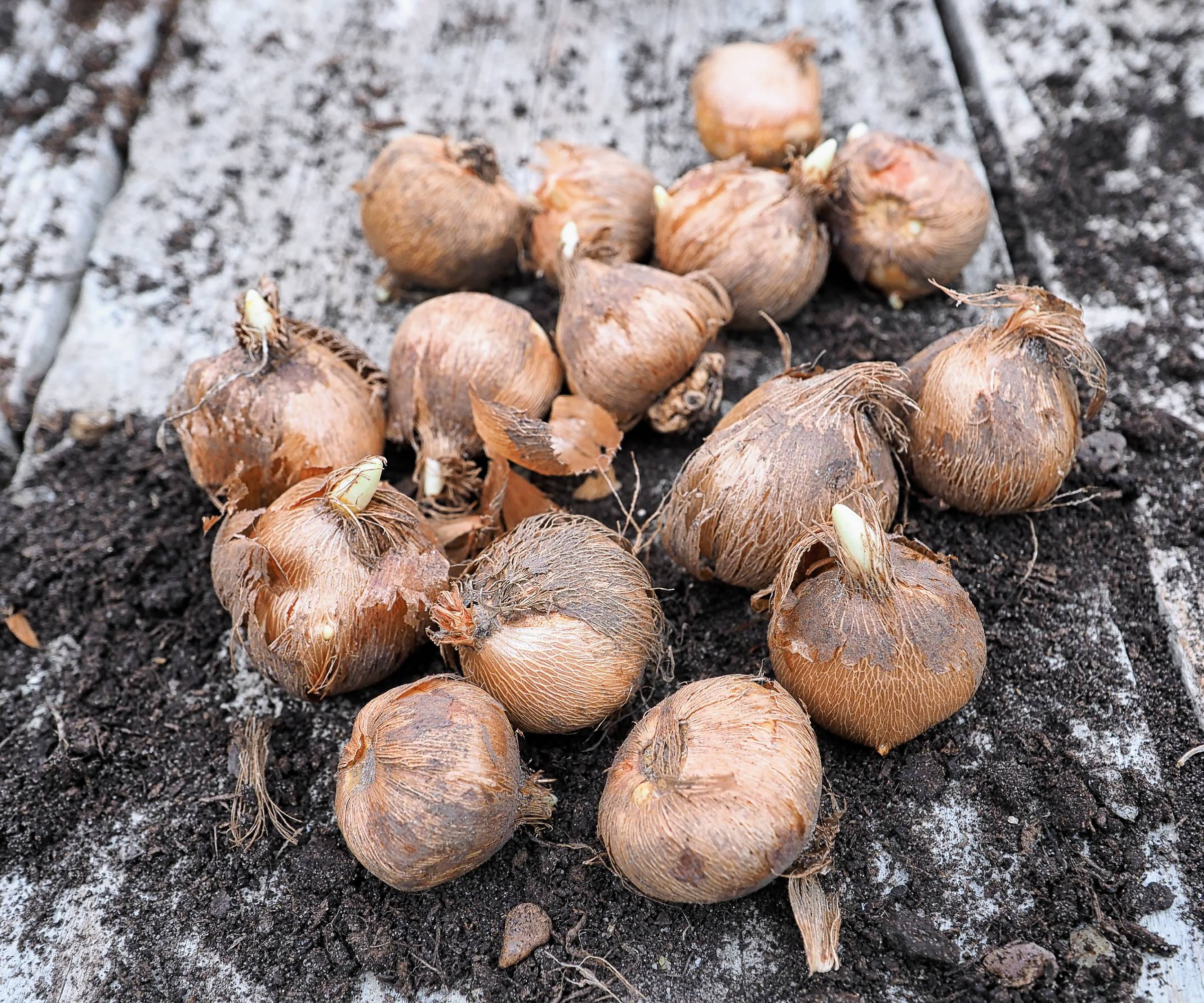 The Ultimate Crocus Growing Guide | Gardening Know How