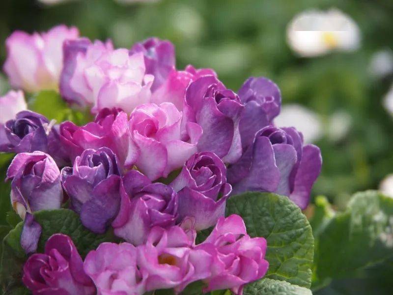 耐寒花期长，华丽又多变！小草花也能长出精致玫瑰？！_手机搜狐网