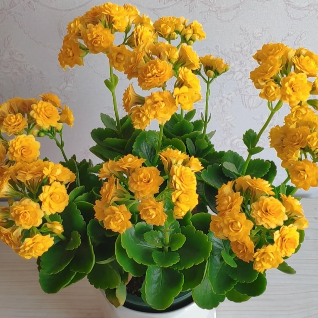 🌺Golden Fox Kalanchoe Seeds—Health And Longevity