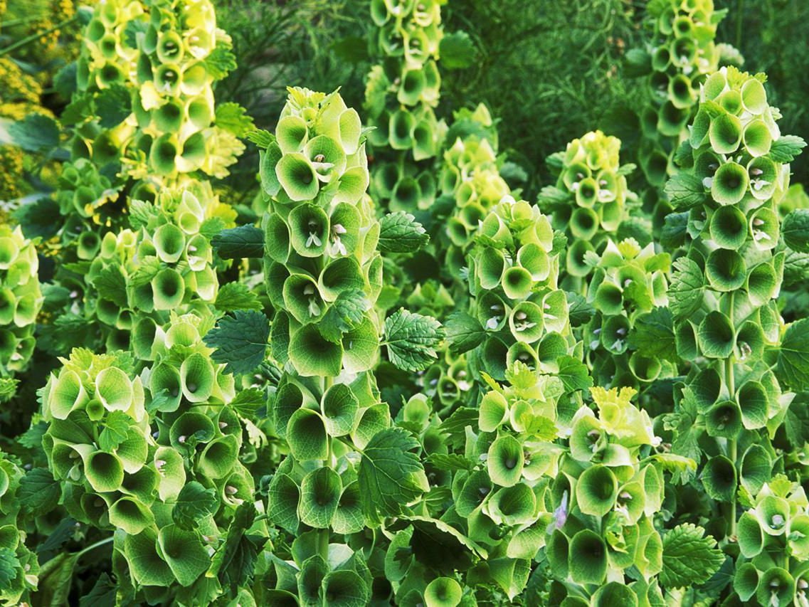 40 Bells of Ireland seeds &ndash; GardeningTreasures