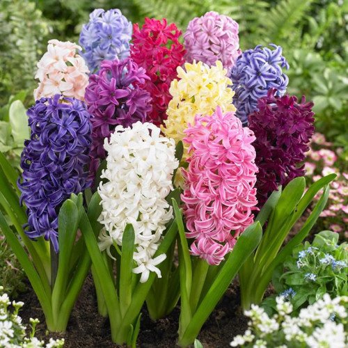 50pcs Hyacinth Seeds Mix Colors