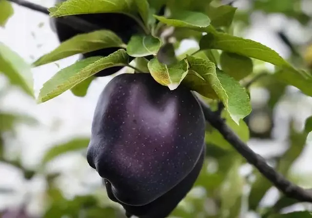 Black Diamond Apple Seeds