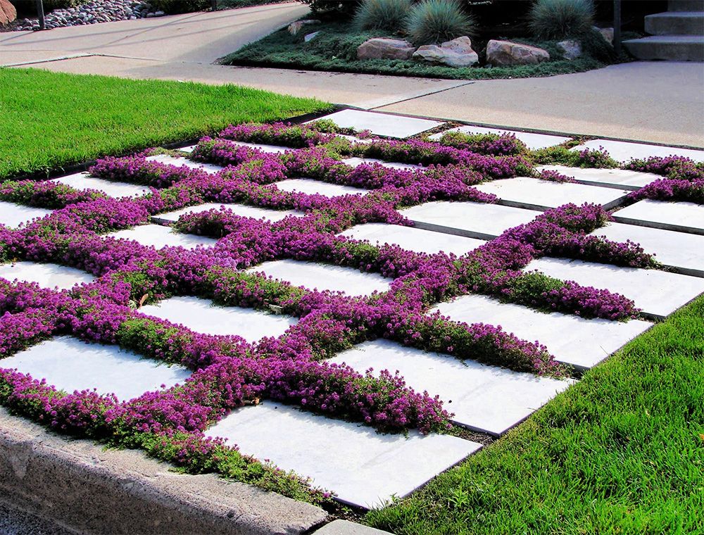 How Often to Water Your Creeping Thyme Lawn