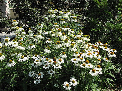 White Swan Coneflower (Echinacea purpurea 'White Swan') in Augusta  Manchester Lewiston Waterville Maine ME at Longfellow's Greenhouses