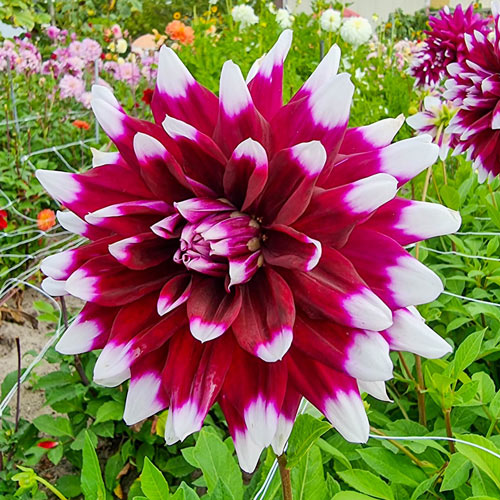 🌼Bicolour Dinnerplate Dahlia Seeds – Stunning Dual-Coloured Blooms