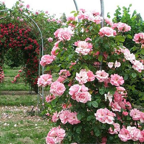 Pink Lady Rose Climbing Seeds-