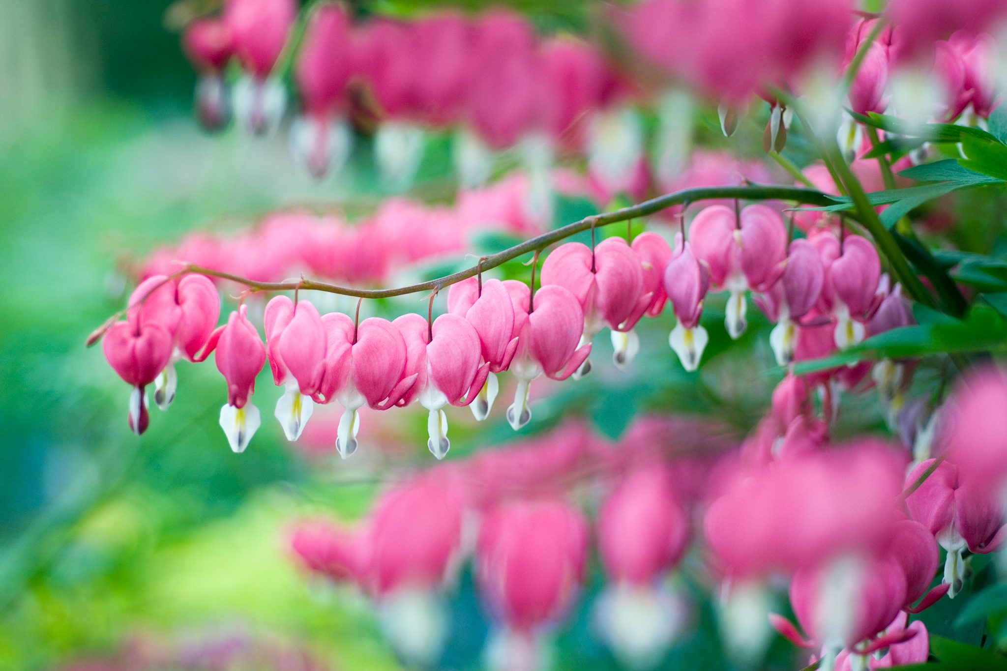 Lamprocapnos spectabilis (Bleeding heart) | BBC Gardeners World Magazine