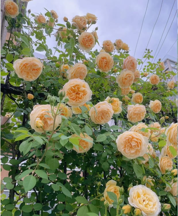Spring Promotion 49% OFF - 🌱Climbing Rose Seeds