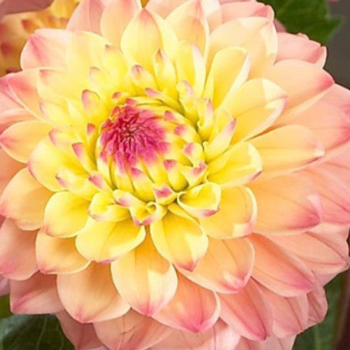 Blue Fireball Dahlia Seeds Heirlooms 15 Color