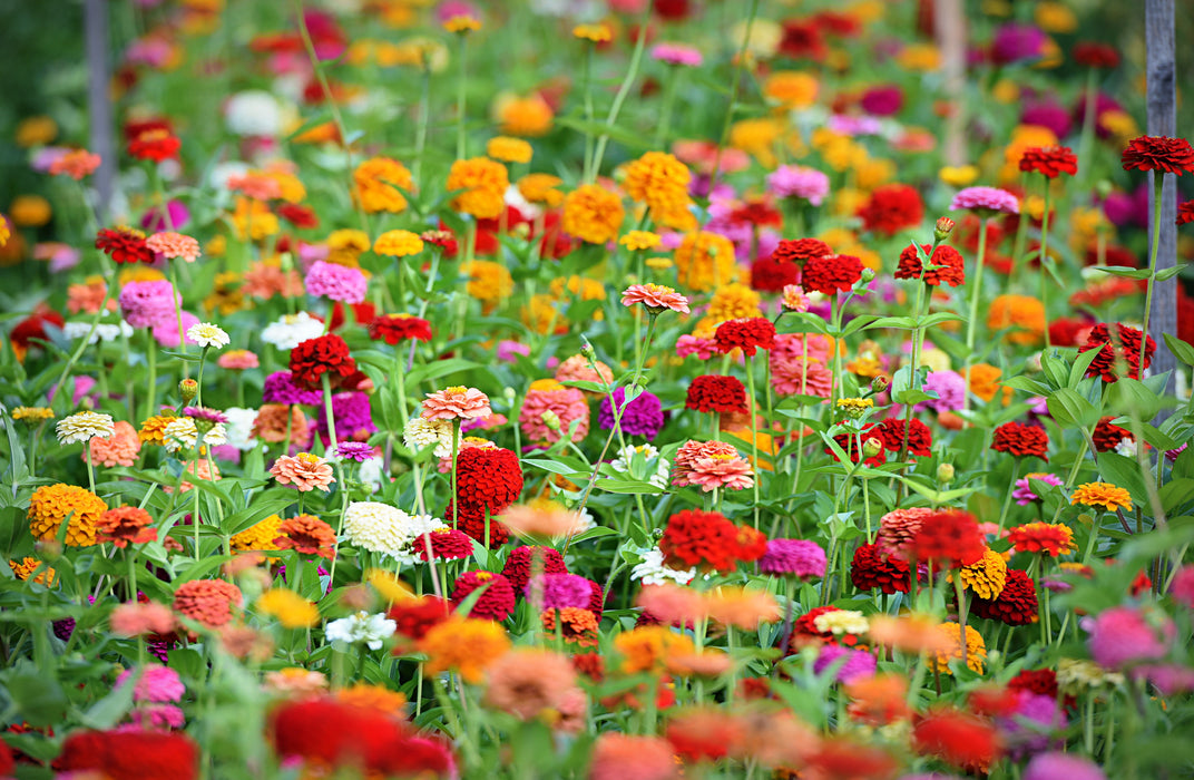 Thumbelina Zinnia Seed Mix &mdash; Rohrer Seeds