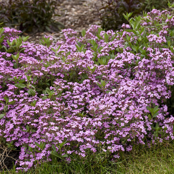 🌸Rock Soapwort Seeds – Cascading Carpet of Pink Blooms