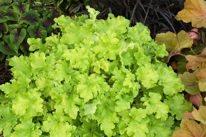 Heuchera x 'Lime Marmalade' (Coral Bells) &ndash; Perennial Farm Marketplace