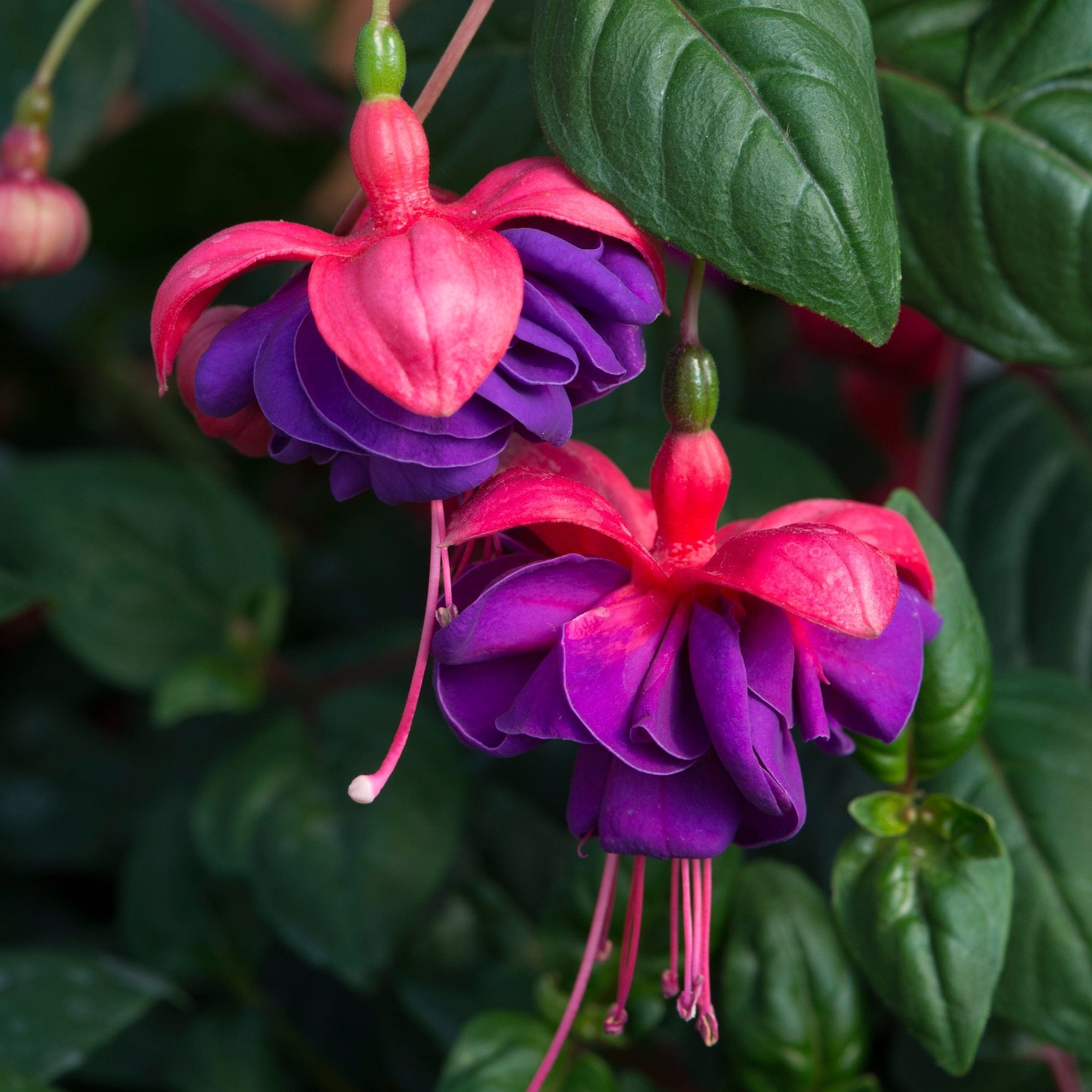 ✨2024 New❤️💜Fuchsia Trailing Dark Eyes Seeds