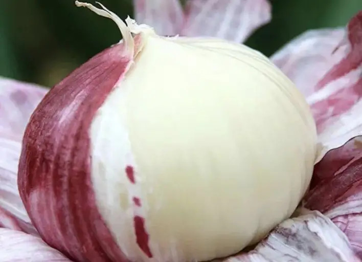 独头蒜的栽培方法- 浙江雾耕农业