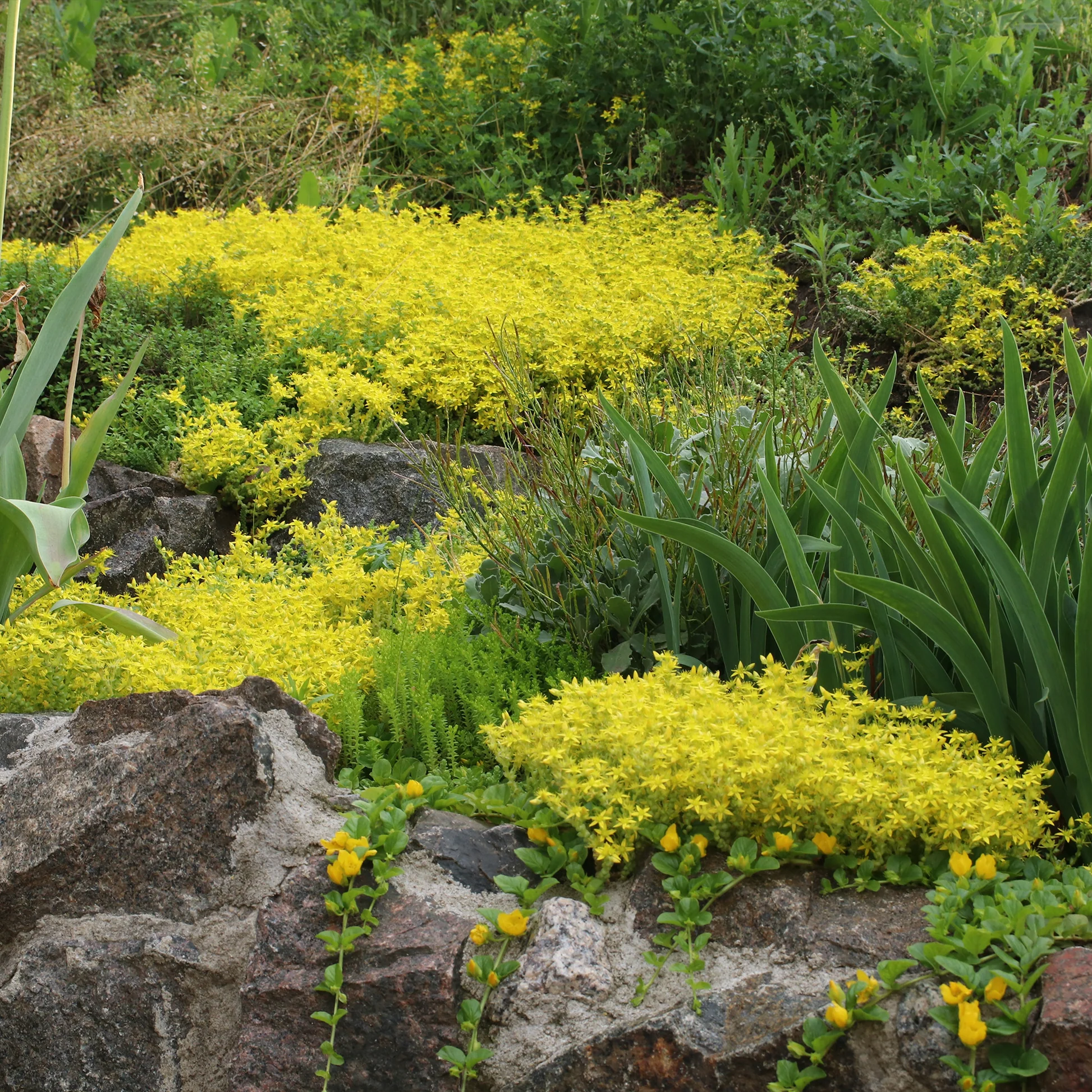 🌿Widely Used Perennial Ground Cover💛Goldmoss Sedum Seeds