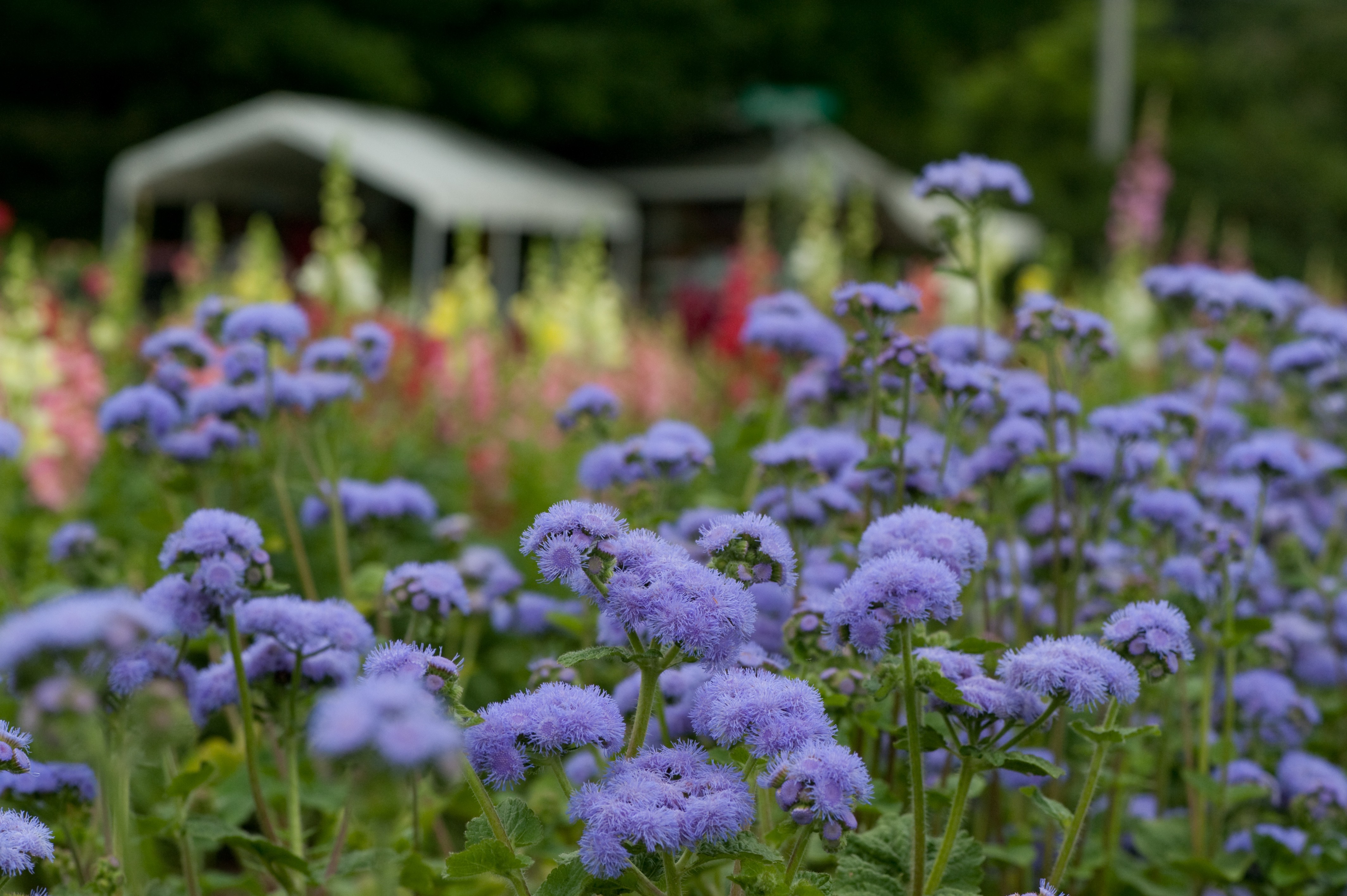 Ageratum (Floss Flower): Plant Care Growing Guide, 49% OFF