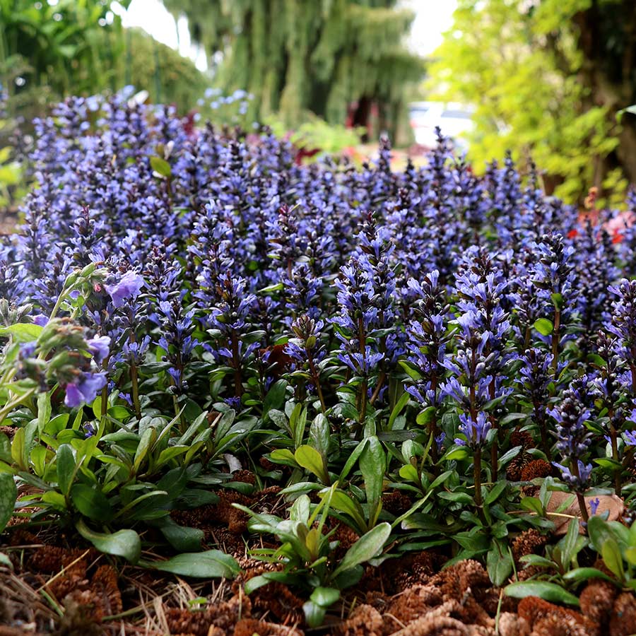 🌿💙Ajuga reptans Blueberry Muffin Seeds