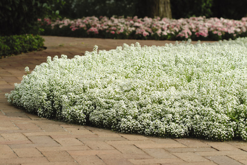 Alyssum Clear Crystal White Seed
