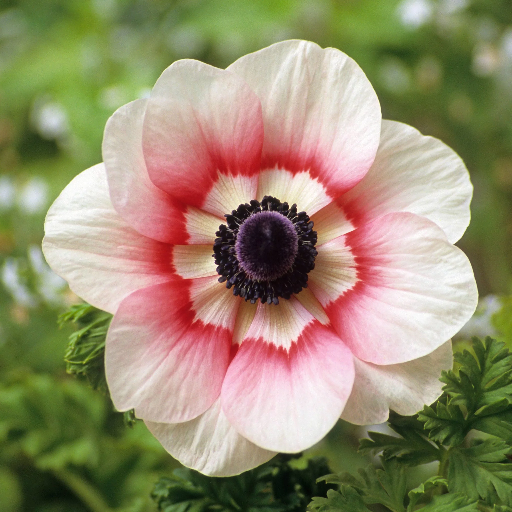 Rainbow Red-White Anemone Seeds