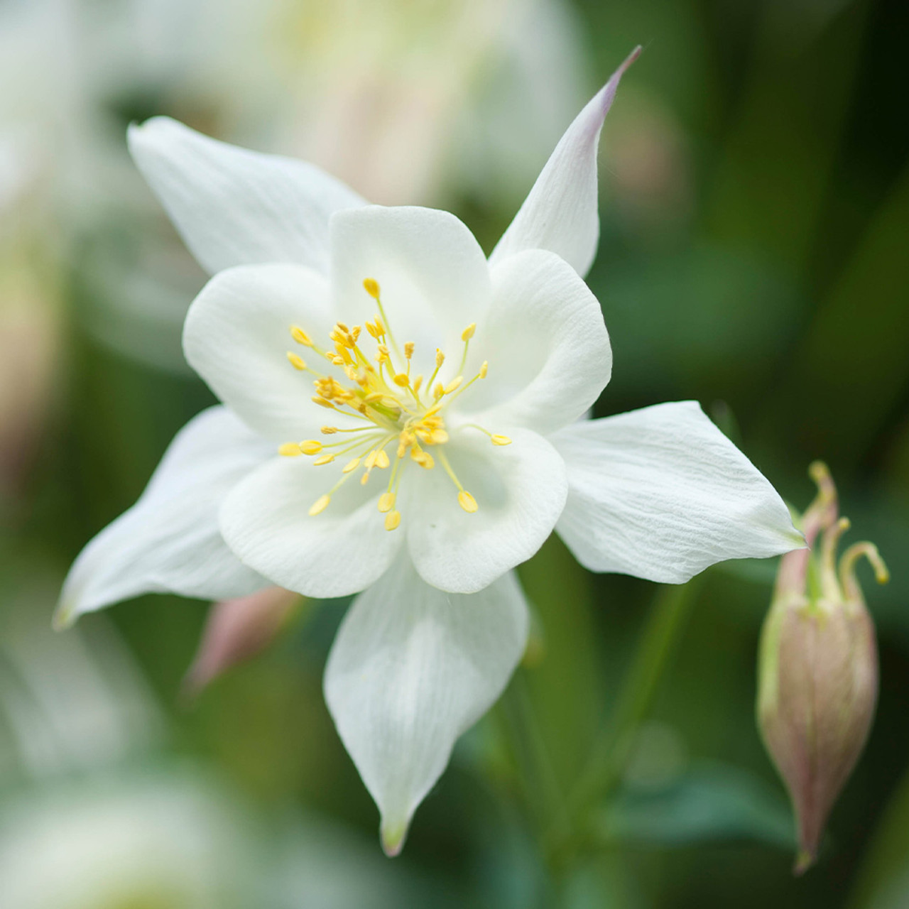 ✨Columbine Seeds – Elegant Blooms for Your Garden