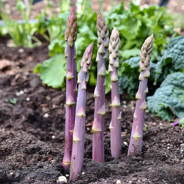 Four Seasons Asparagus Mary Washington Seeds