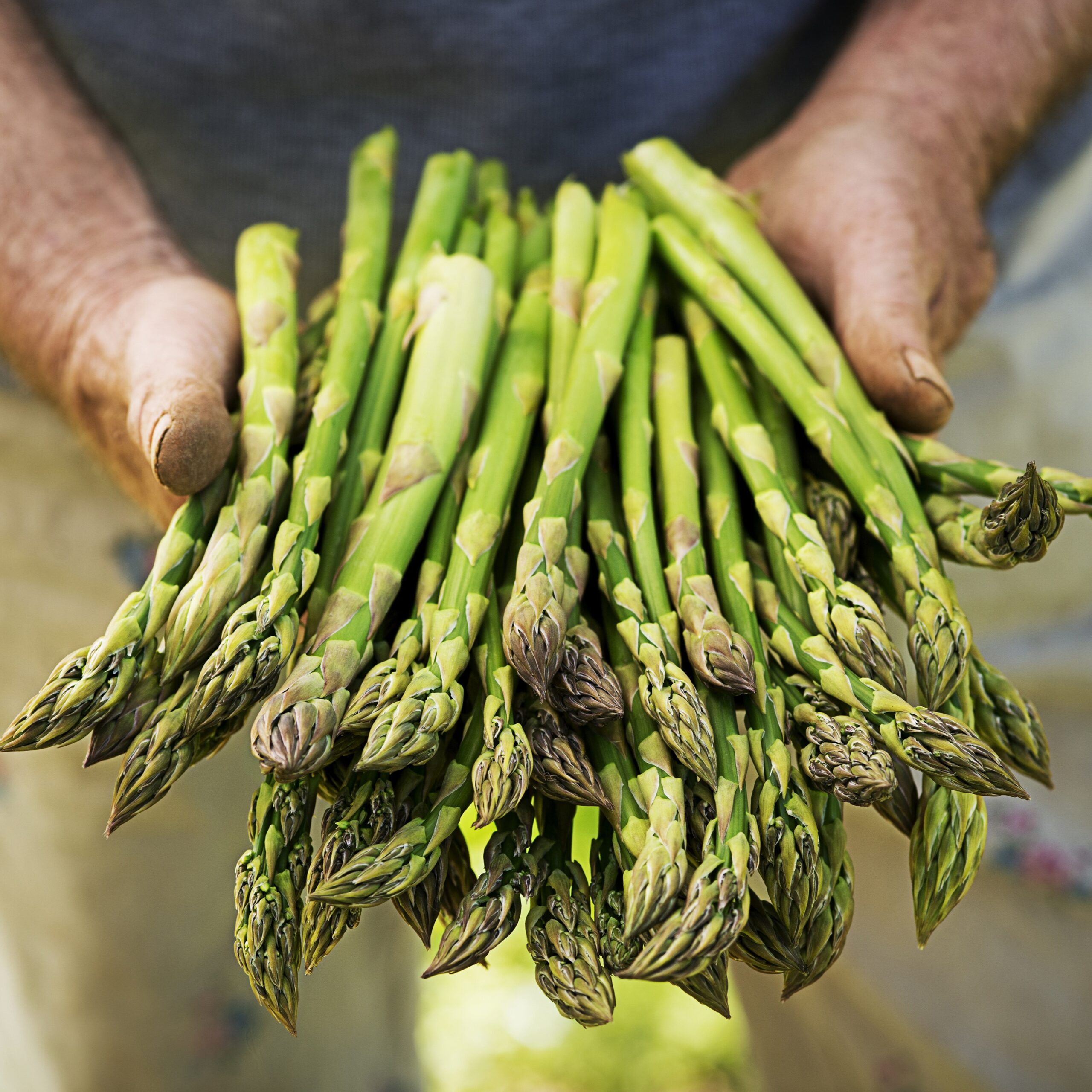 Four Seasons Asparagus Mary Washington Seeds