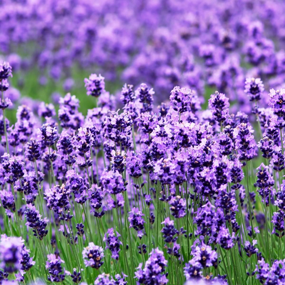 Lavender- True English seeds | The Seed Collection