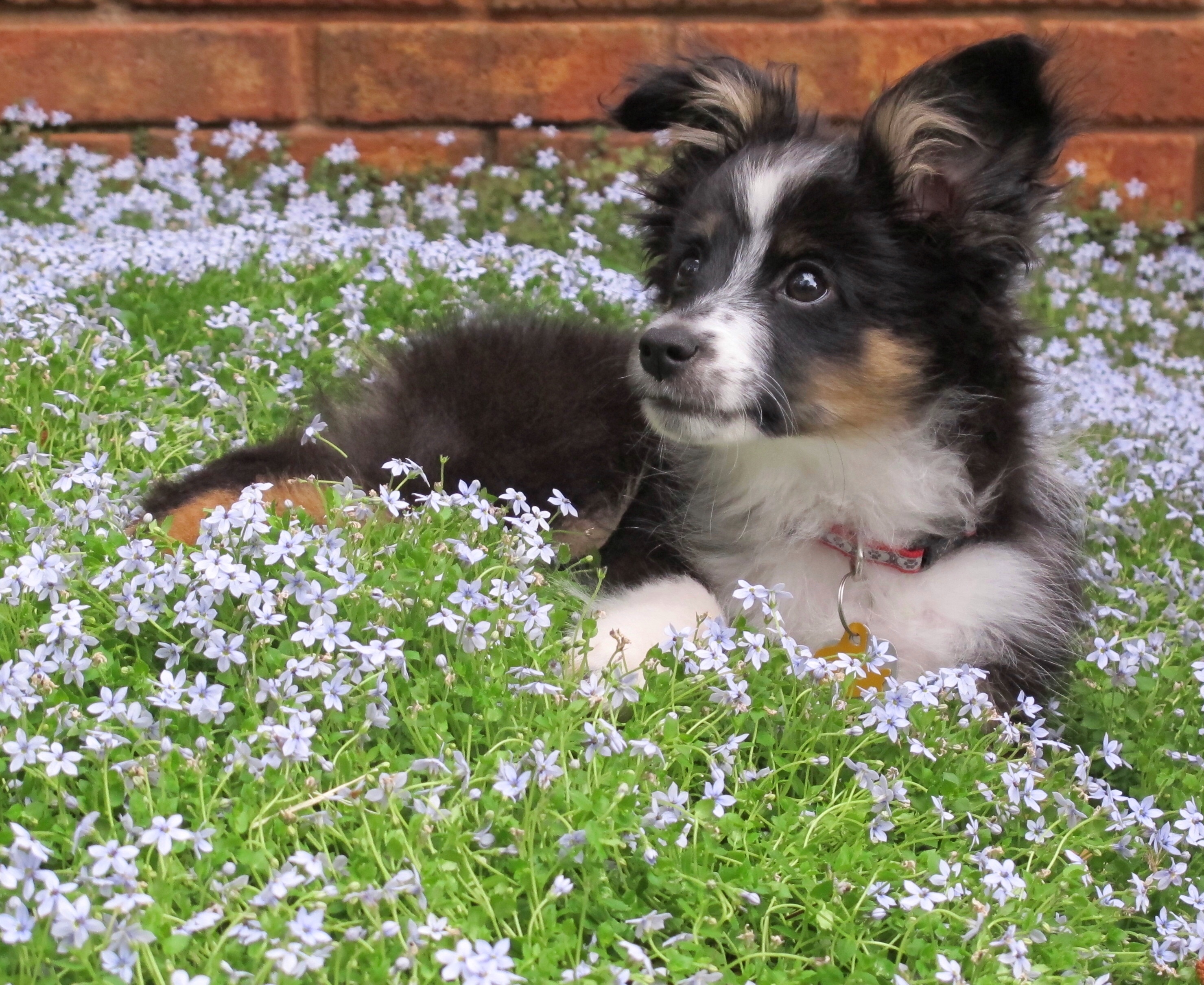 Perennial Plants - Blue Star Creeper - Same Day Delivery in Greater Metro  Atlanta - Hall's Flower Shop - Same Day Flower Delivery &raquo; Hall's Flower Shop