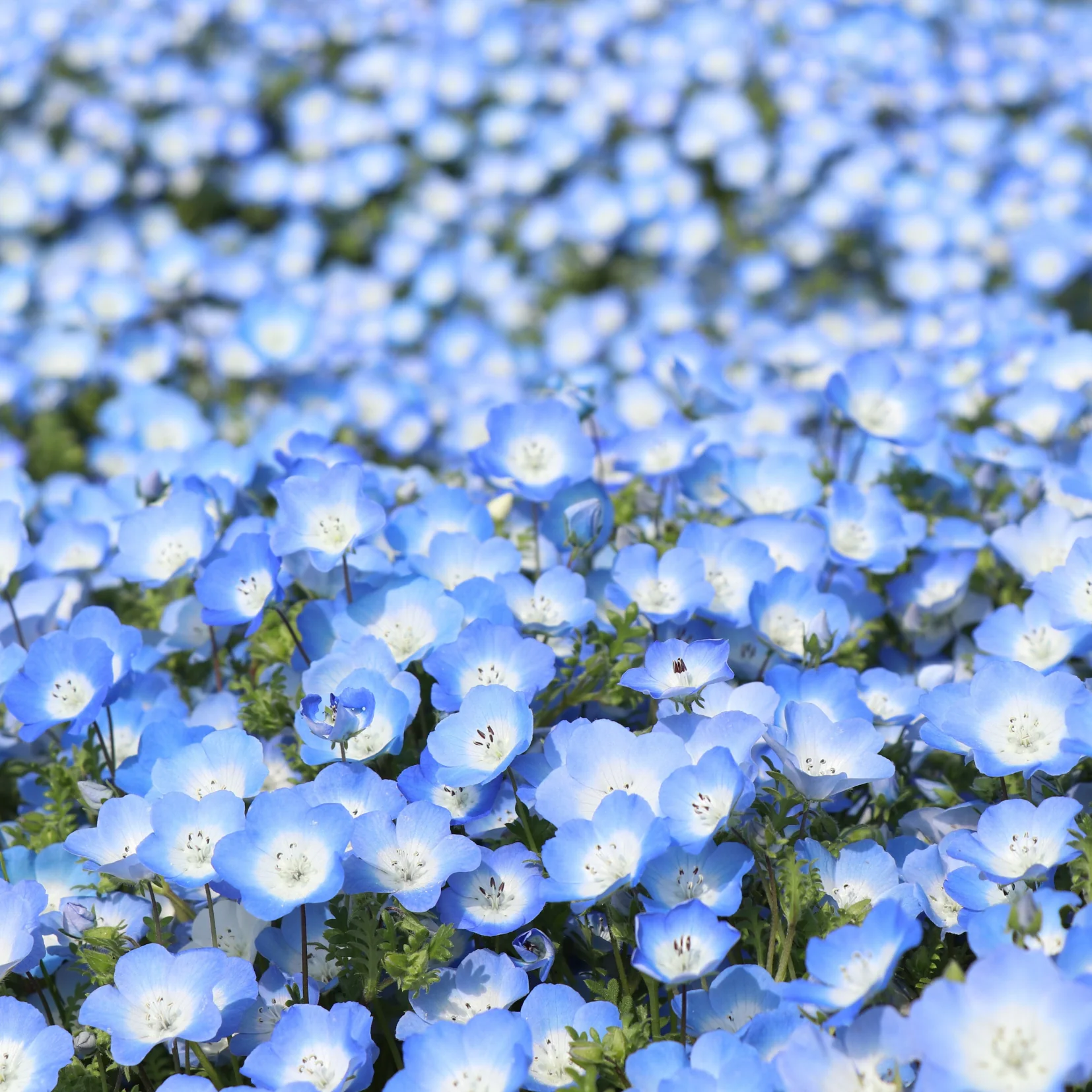 🩵🩵Spring Hot Selling🦋Baby Blue Eyes Seeds