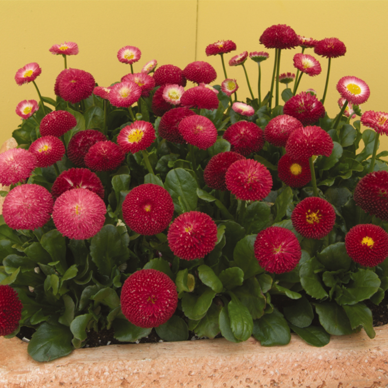 200 pcs Bellis Perensis, Daisy Red - Flower Seeds