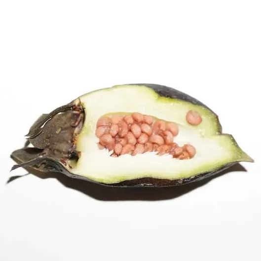 🎇🥳Hot Sale🦇Rare Bat Flower Seeds