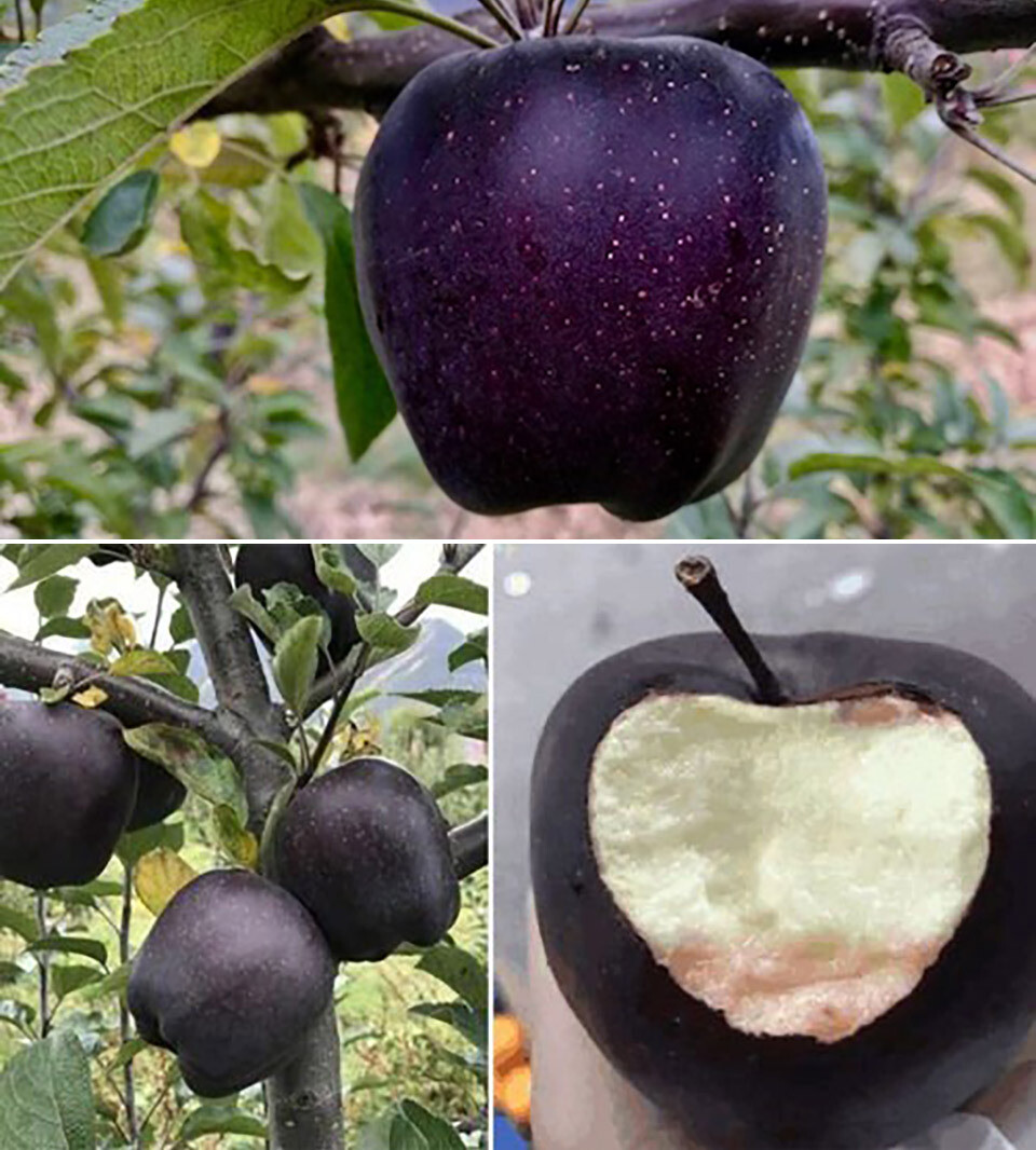 Black Diamond Apple Seeds