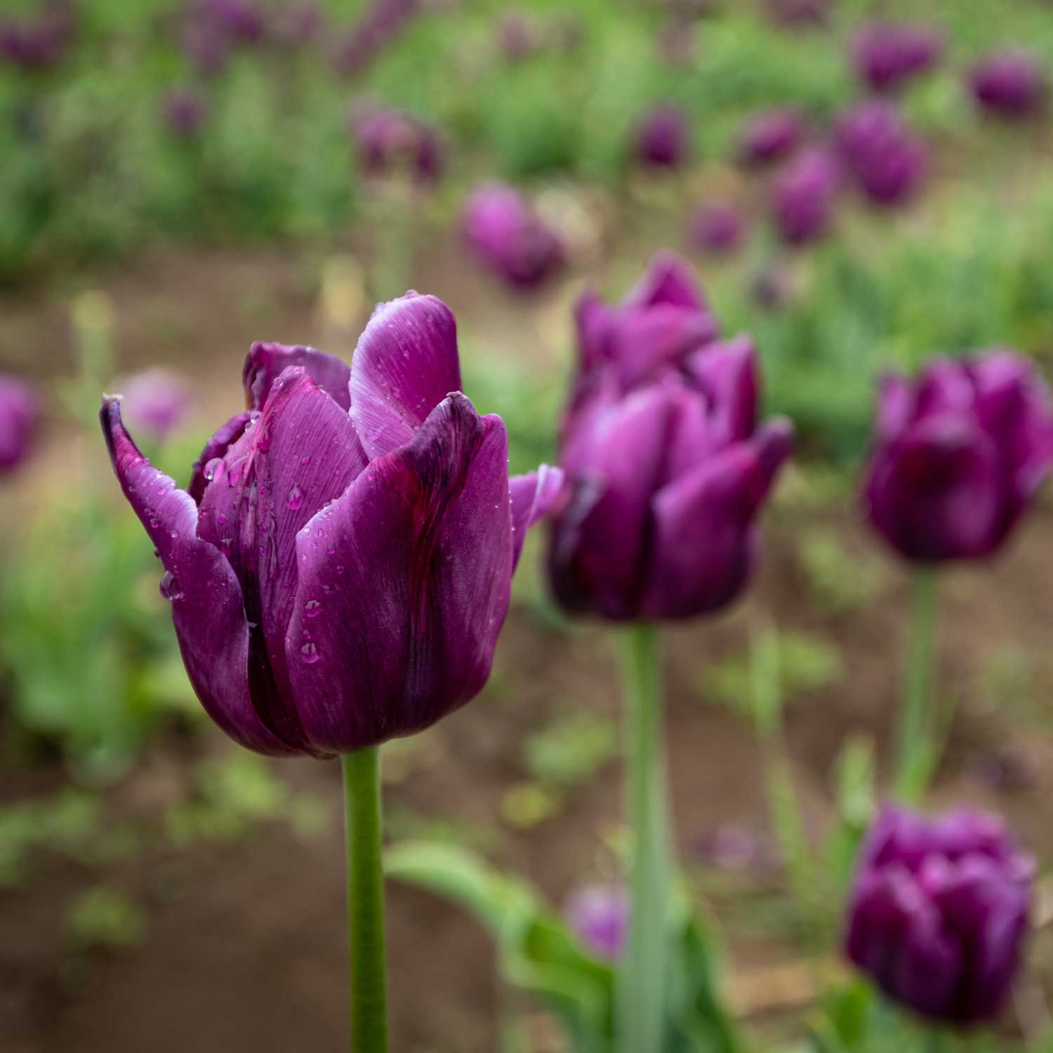Bleu Aimable Tulip Seeds
