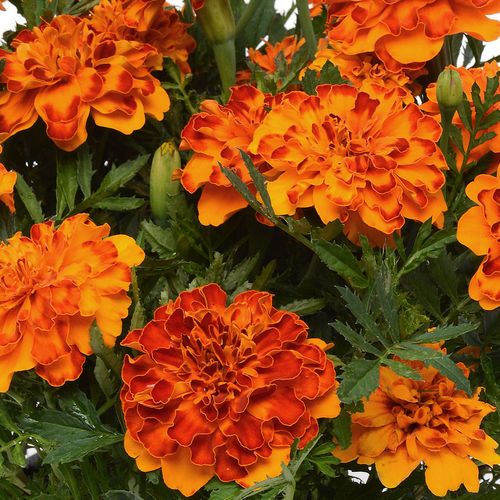 Bolero Marigold Seeds-fridayw