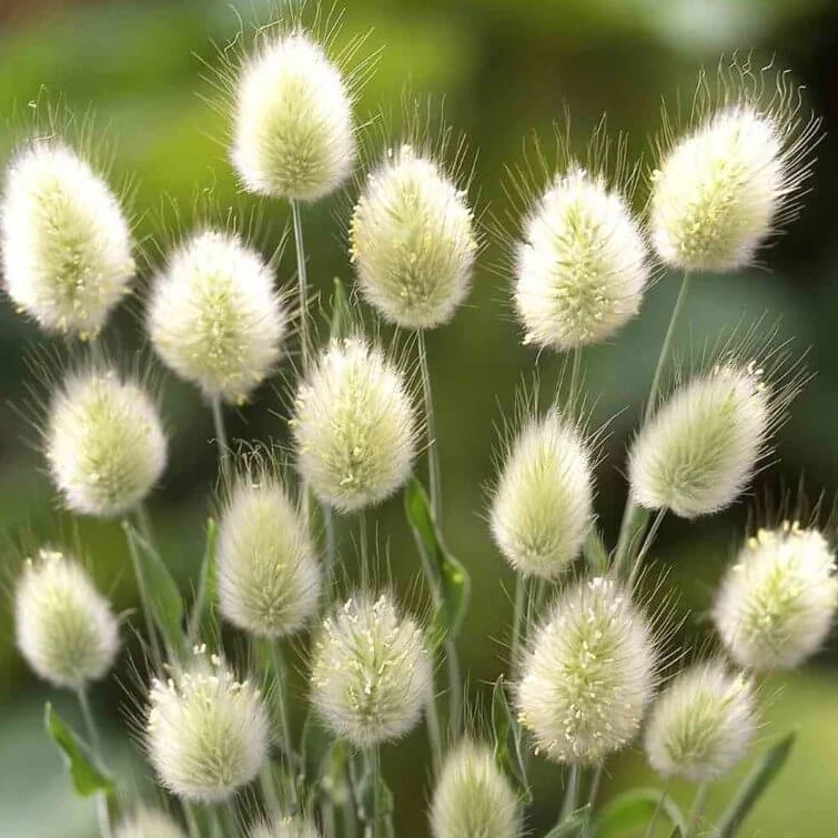 🐇Bunny Tail Grass Seeds – Soft, Fluffy & Decorative