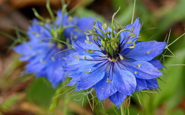 Nigella- Miss Jekyll Blue seeds | The Seed Collection