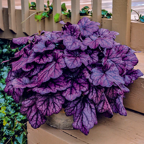 Coral Bells Seeds – A Touch of Elegance for Your Garden