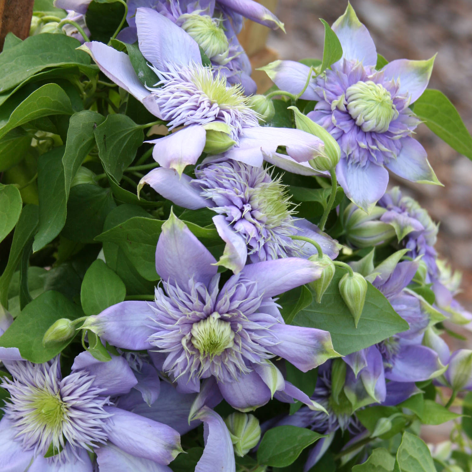 💐New for Spring 💫Taiga Clematis Seeds