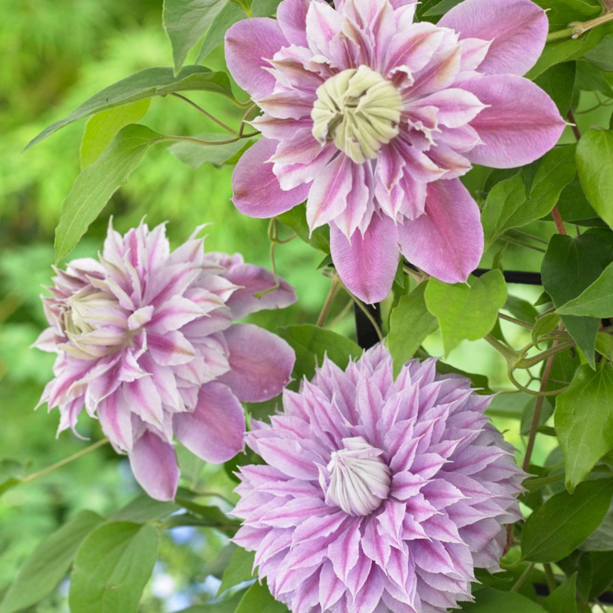 💐New for Spring 💫Taiga Clematis Seeds