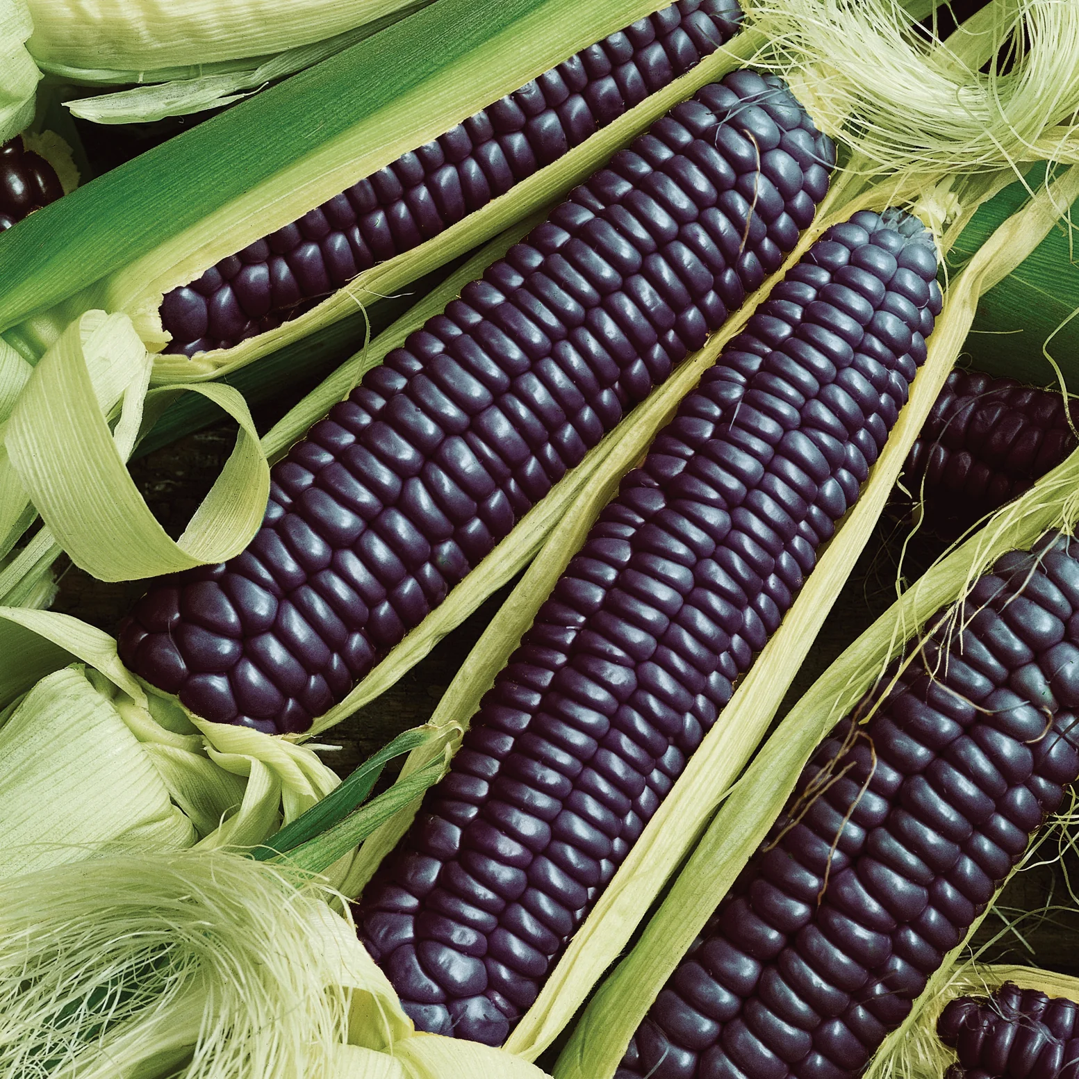 🌽 Blue Hopi Corn Seeds – A Unique Heritage Crop for Your Garden