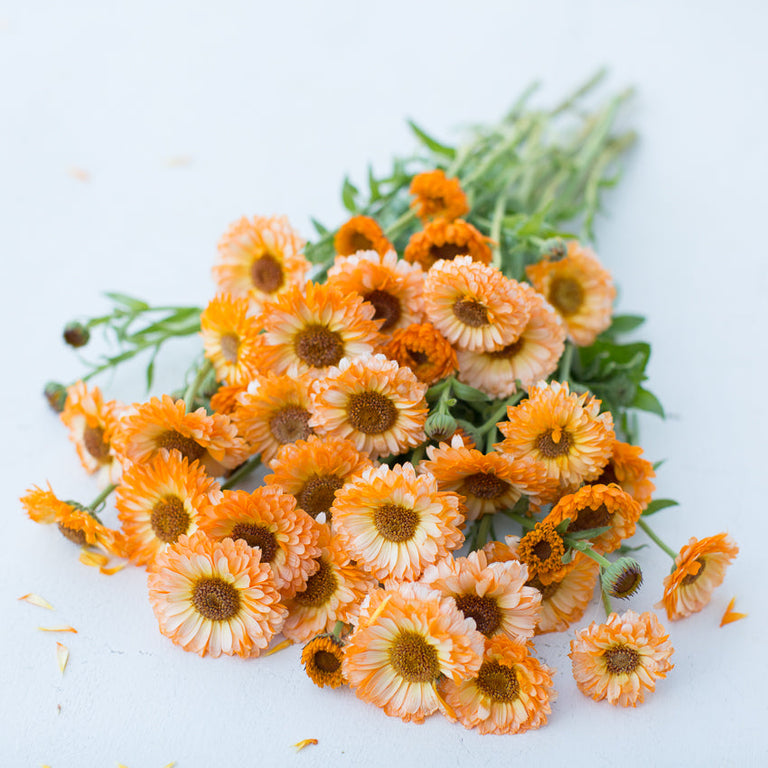 Calendula Peach Surprise Flower Seeds