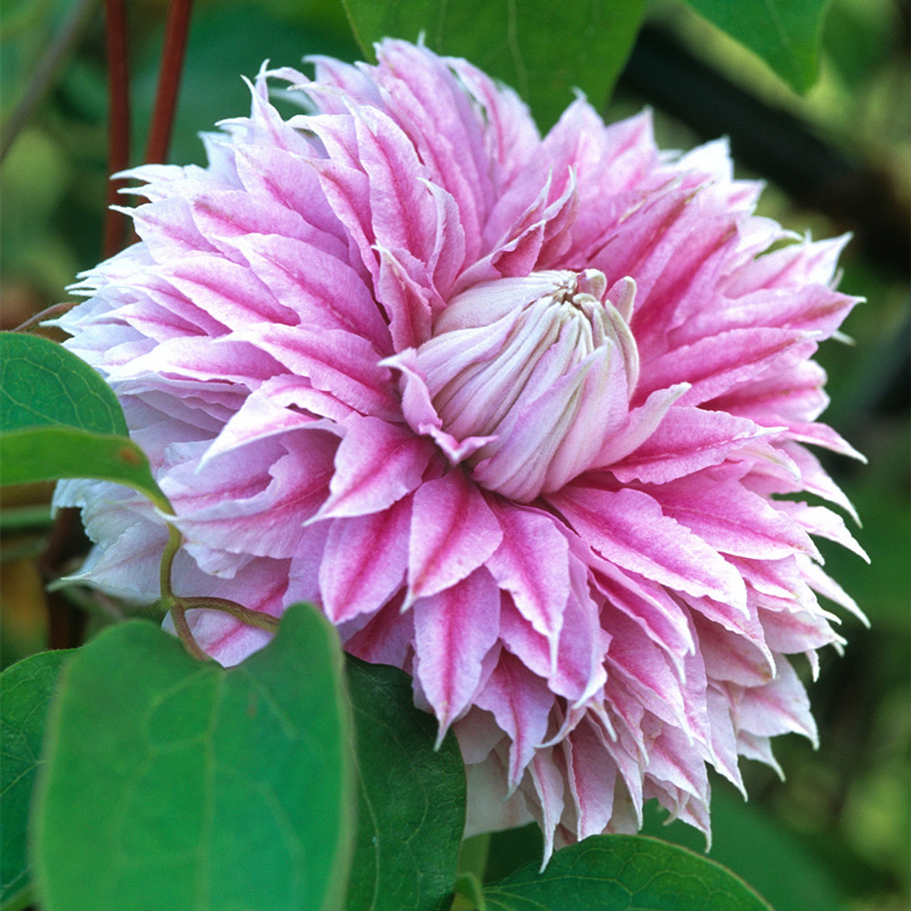 💐New for Spring 💫Taiga Clematis Seeds