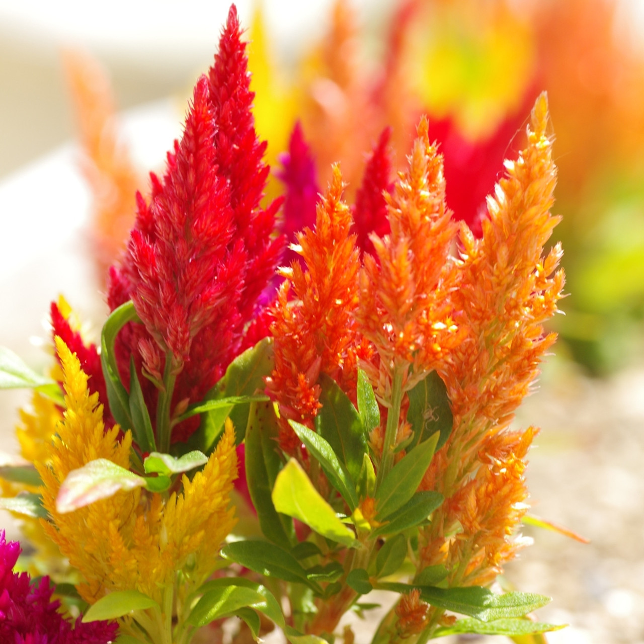 ✨Hot Selling🤩Mixed Pampas Plume Celosia Seeds