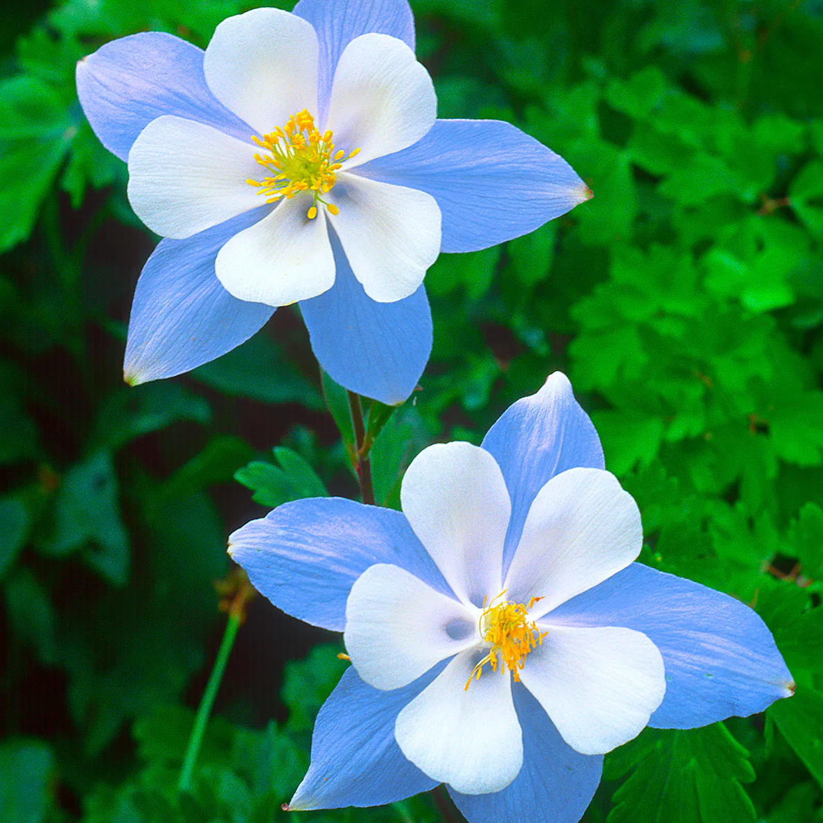 🐈‍⬛Cat's Paw Flower Seeds Columbine Seeds